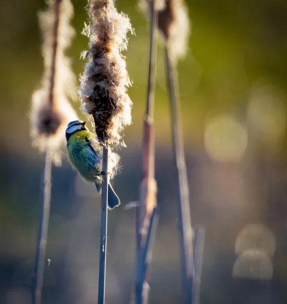 Blue tit helping with seed dispersal on a bulrush — Stock Photo, Image
