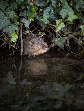 Wild Water vole emerging from burrow in ivy clipart