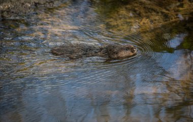 Wild water vole swimming in free water clipart