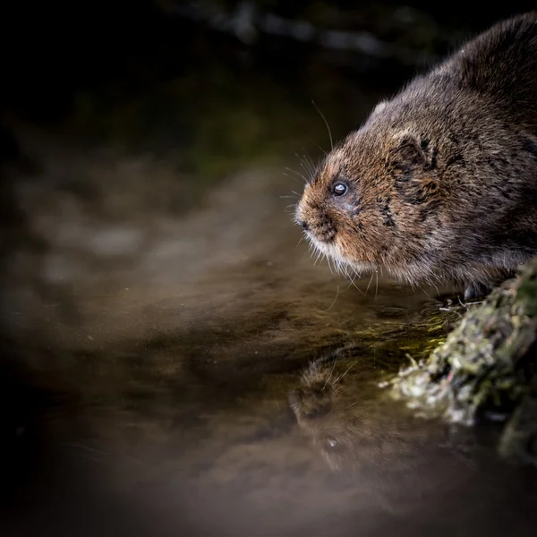 坐在水边用反射的野生水田鼠的特写 — 图库照片