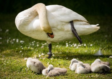 Adult swan preening whilst cygnets snooze  clipart