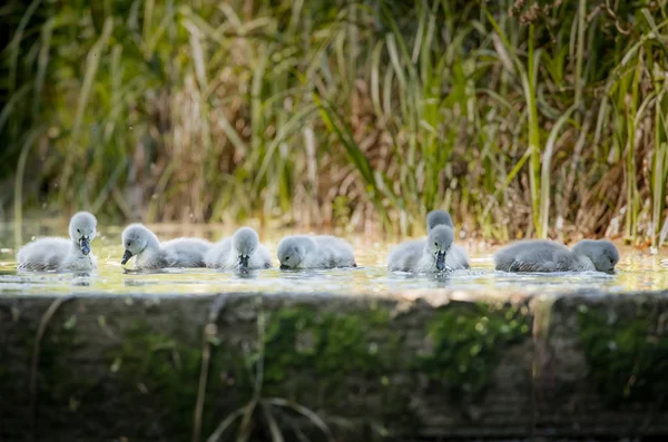 Seven cygnets swimming and eating at the edge of the lock