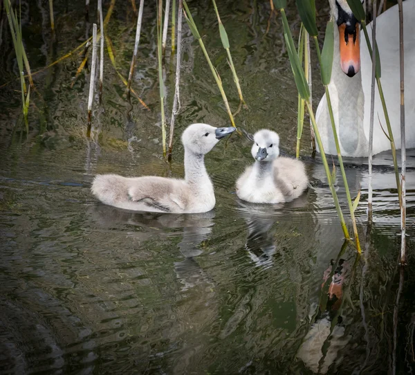 Due cigni con cigno adulto che sorveglia — Foto Stock