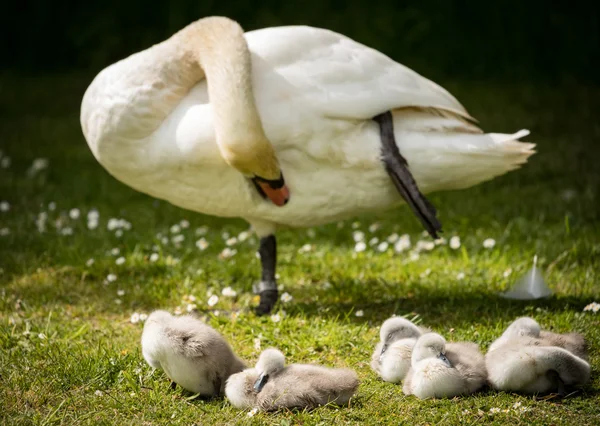 Adulto cigno preening mentre cygnets snooze — Foto Stock