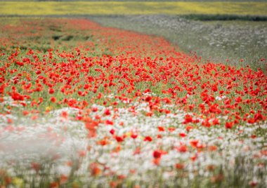 poppies, kır çiçekleri, hedge maydanoz, bitkileri sahası. İngiliz yaz patchwork