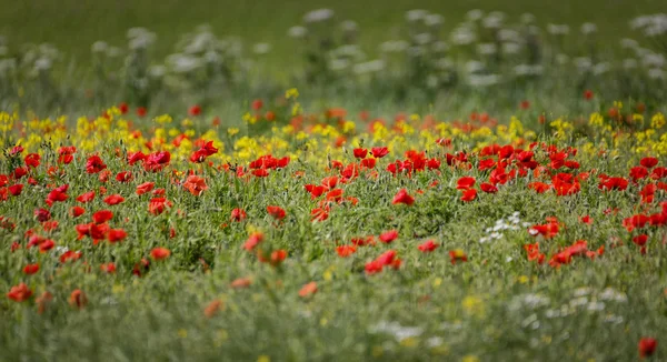 Poppy field close group of poppies mixed with wild daisies, oil seed rape and hedge parsley — Stock Photo, Image