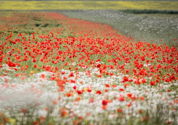 Pól Maki, polne kwiaty, pietruszka żywopłot, rośliny. Letni brytyjski patchwork — Zdjęcie stockowe