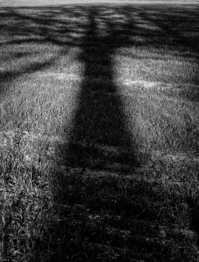 Tek ağaç ve dalları mono uzun gölge