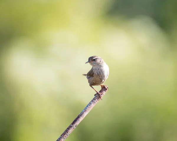 Juego de wren salvaje sobre poste de metal con fondo verde (Troglodytes troglodytes ) —  Fotos de Stock