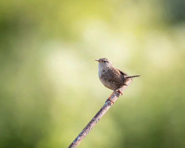 Juego de wren salvaje sobre poste de metal con fondo verde (Troglodytes troglodytes ) — Foto de Stock