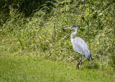 1 gri balıkçıl yakalanması ve fare ya da vole yemek ayarla