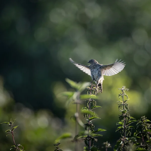 Skylark começa a decolar para voar de urtiga — Fotografia de Stock