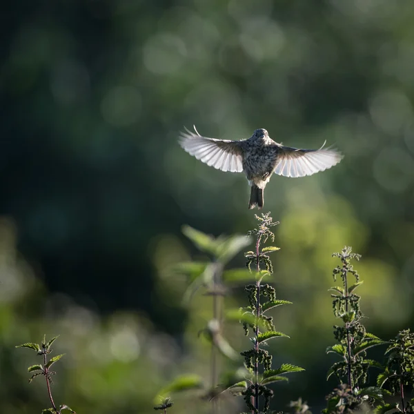Skylark despega para volar de la ortiga — Foto de Stock