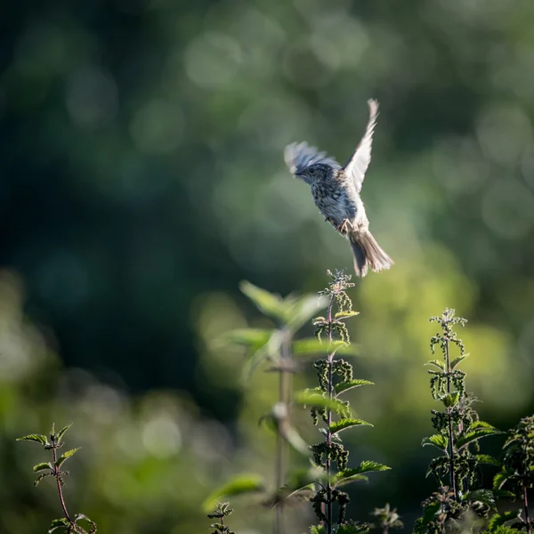 Skylark in flight from nettle — Stock Photo, Image
