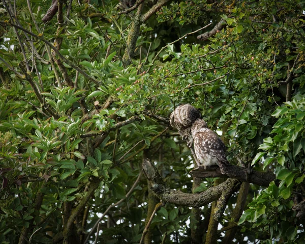 Pair of wild little owls preening each other — Stock Photo, Image