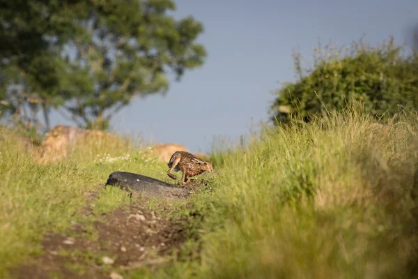 브라운 토끼 쫓는 빠른 속도로 잔디에 — 스톡 사진