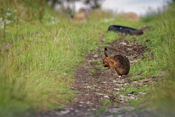 Brown Hare on path, cleaning large ears, wet from bathing in puddle (Lepus europaeus) 1