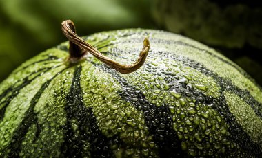 Su damlaları ile yeşil karpuz