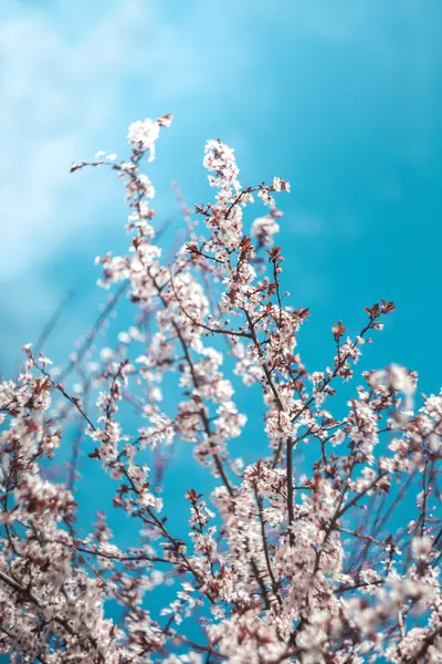 Kiraz çiçeği dalı.