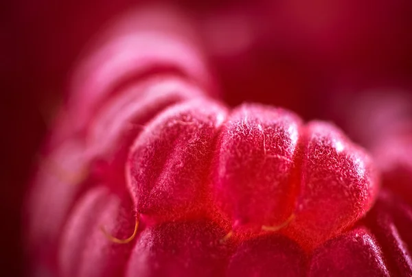 Makro closeup raspberry — Stok Foto