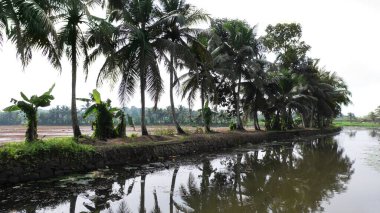 Kerala, Hindistan 'ın sakin bir manzarası. Kanalı, tarlası ve hindistan cevizi ağaçları var..