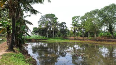 Kerala, Hindistan 'ın sakin bir manzarası. Kanalı, tarlası ve hindistan cevizi ağaçları var..