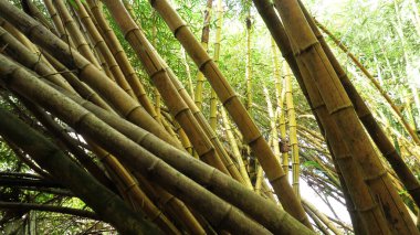Yoğun bir şekilde büyüyen sarı bambu ağaçları..