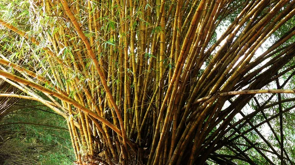 Yoğun bir şekilde büyüyen sarı bambu ağaçları..