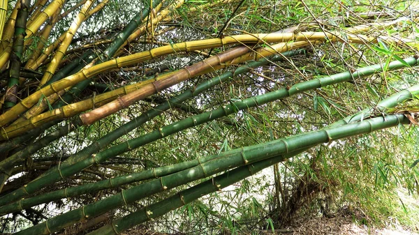Yoğun bir şekilde büyüyen sarı bambu ağaçları..