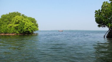 Yoğun mangrov ormanları ve Sambranikodi yakınlarındaki sığ bölge, Ashtamudi Gölü, Kollam, Kerala, Hindistan 'da bir ekolojik turizm merkezi..