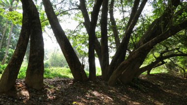 Hindistan, Kerala 'da yemyeşil bir arazi, sakin bir çevreye sahip..