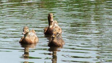 Ördek çiftliğindeki ördekler suda oynuyor..