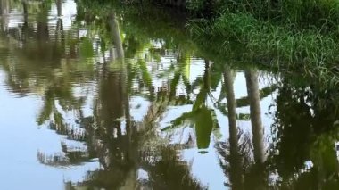 Gölde yansıyan ağaç ve bitkilerin gölgeleri soyut bir tasarım oluşturur..