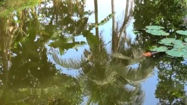 Gölde yansıyan ağaç ve bitkilerin gölgeleri soyut bir tasarım oluşturur..