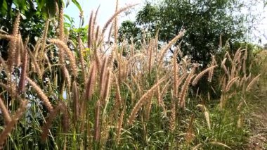 Tepe boyunca büyüyen ve açan çim bitkileri Ilaveezhapoonchira, Kottayam, Kerala, Hindistan.