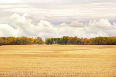 Beautiful landscape, agricultural field after harvesting with yellow stubbles along the colorful autumn trees in the horizon, cloudy blue sky.