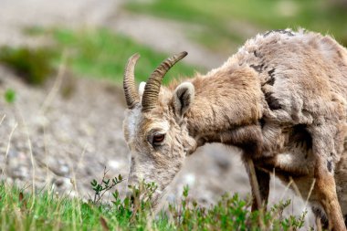 Genç bir erkek Bighorn koyununun portresi. Baharda çimenlerde otlayan boynuzları ve yaprakları olan..