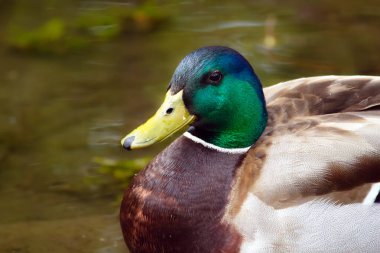 Güzel, renkli erkek Mallard ördeği yemyeşil yaprakların arasında gölette dinleniyor..
