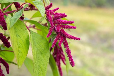 Amaranth bitkisinin yeşil yapraklı güzel kırmızı çiçeği yaz bahçesinde yetişiyor..