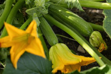 Bahçe bahçesinde sebze yetiştiren organik kabak bitkisi, sarı çiçekler ve yeşil yapraklar.