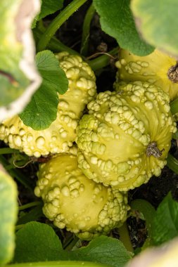 Bir grup sarı siğilli mini kabak, yeşil yapraklar içinde, yaz bahçesinde yetişir..