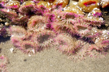 Kumlu kumsalda pembe dokunaçları olan güzel renkli Anemonlar grubu Britanya Kolumbiyası 'nın Pasifik kıyısındaki bir gelgit havuzunda kayaların arasında..