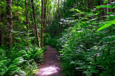 Pasifik 'in kuzeybatı kıyısındaki yağmur ormanlarında yürüyüş, eğreltiotlarının yemyeşil yaprakları ve vahşi doğadaki sık ağaçlar. Pacific Rim Ulusal Parkı, Vancouver Adası, BC, Kanada.