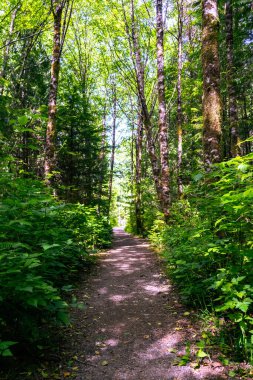 Pasifik 'in kuzeybatı kıyısındaki yağmur ormanlarında yürüyüş, eğreltiotlarının yemyeşil yaprakları ve vahşi doğadaki sık ağaçlar. Pacific Rim Ulusal Parkı, Vancouver Adası, BC, Kanada.