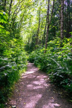 Pasifik 'in kuzeybatı kıyısındaki yağmur ormanlarında yürüyüş, eğreltiotlarının yemyeşil yaprakları ve vahşi doğadaki sık ağaçlar. Pacific Rim Ulusal Parkı, Vancouver Adası, BC, Kanada.