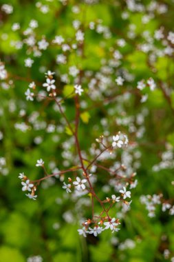 Boykinia occidentalis 'in şirin beyaz çiçekleri veya yeşil yapraklı kırmızı dikenli dallar üzerinde (kıyı brookköpüğü), gölgeli nehir kıyısında çiçekler yetişir..