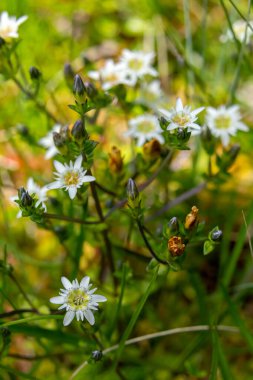 Gentiana Douglasiana 'nın küçük çiçekleriyle güzel beyaz bir çiçek ya da bataklıkların etrafındaki ıslak çayırlarda yetişen bataklık züppesi..