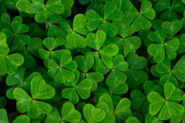 Mikro yonca zemin kaplamasının yeşil yemyeşil yemyeşil yaprakların dokulu arkaplanı - şans sembolleri.