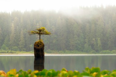 Gölün ortasındaki eski kütükten yeşil zümrüt suları ve sisli bir yaz sabahı yüzeyinde nilüferlerle büyüyen yalnız bir ağaç. Fairy Gölü, Vancouver Adası, BC, Kanada.