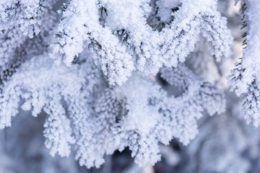 Karlı kış ormanlarında beyaz buza bulanmış ladin ağacı dallarının desenli yakın plan fotoğrafı..